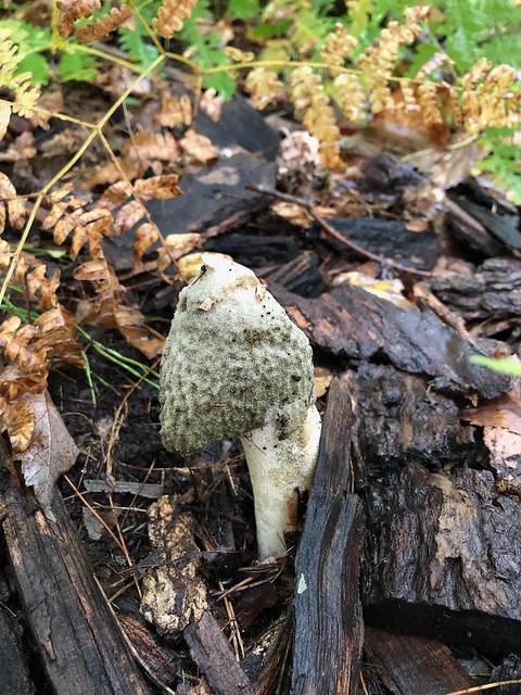 Little Lake - strange mushroom