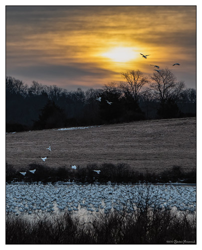 snowgeese snow geese flock uppermountbethel mountbethel xe92 ice sunrise 0700 cloudy
