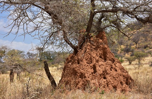 kenya termites insects samburuterritories samburureserve landscape trees