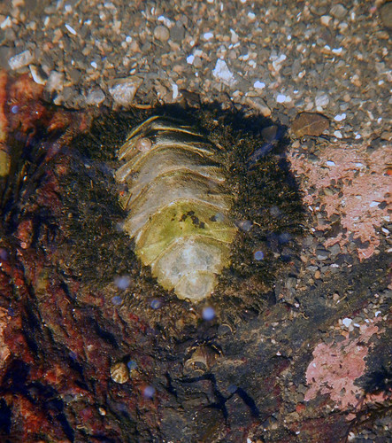 A Chiton mollusc in a tidepool at Botanical Beach on Vancouver Island, Canada