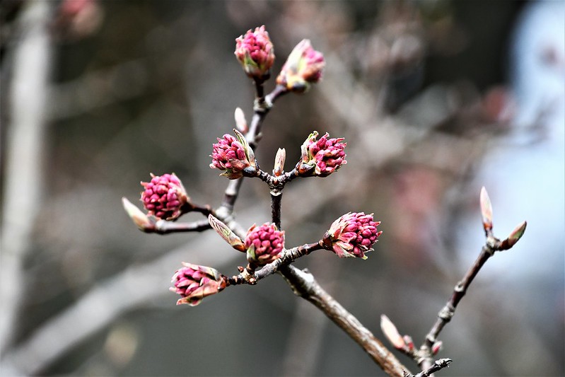 Cherry blossom buds 05.03 (1)