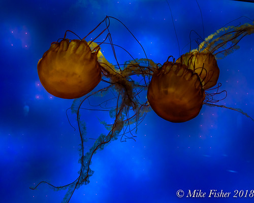 d750 galveston moodygardens nikon texas aquarium jellyfish seanettle