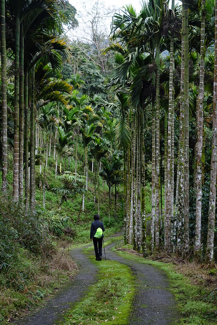 Walking the Antong Traversing Trail near Yuli, Taiwan