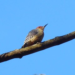 Woodpeckers look funny from below