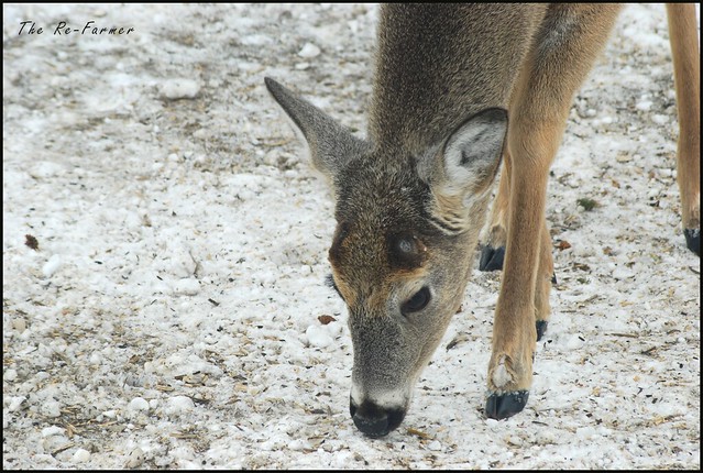 2019-03.white.tail.deer.nubbins.1