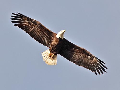 Bald Eagle female Jewel in flight 102-20181227