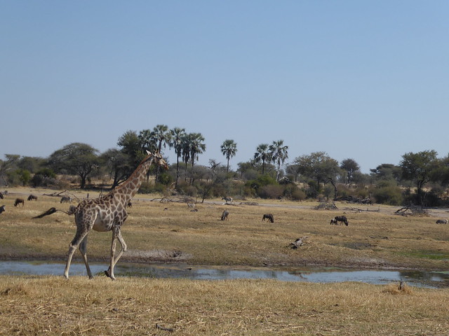 Parque Nacional de Makgadikgadi. Migración en el río Boteti - POR ZIMBABWE Y BOTSWANA, DE NOVATOS EN EL AFRICA AUSTRAL (36)