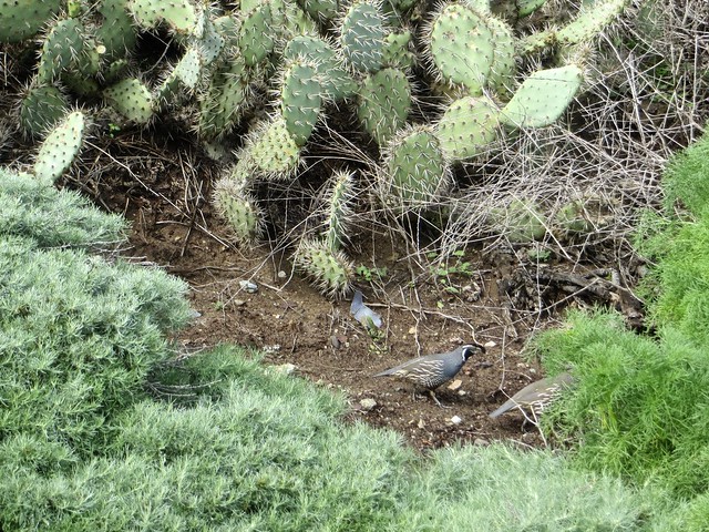 California quail takes cover