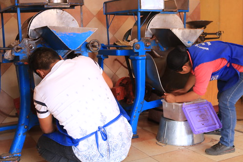 grinding cacao beans