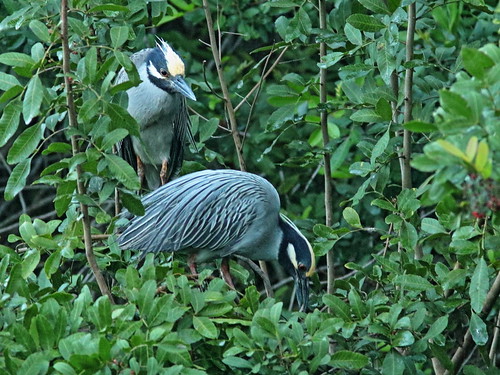Yellow-crowned Night-Herons at nest 04-20190227