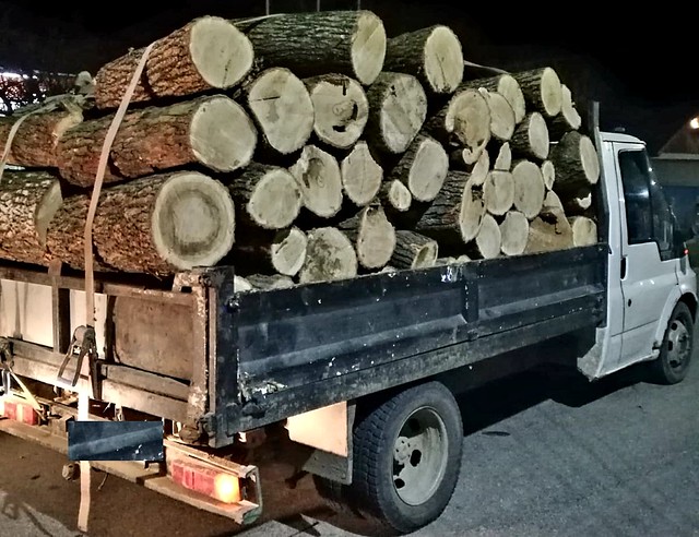lemne stejar