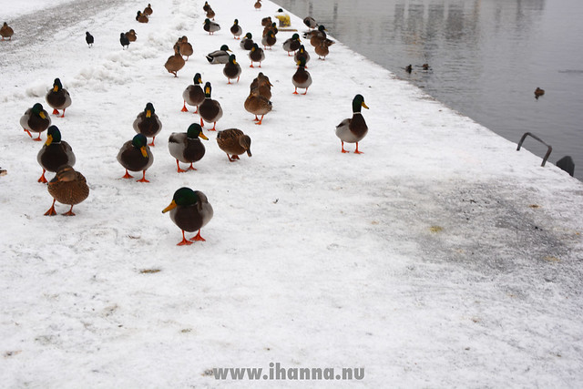 Ducks by the water (Photo copyright Hanna Andersson)