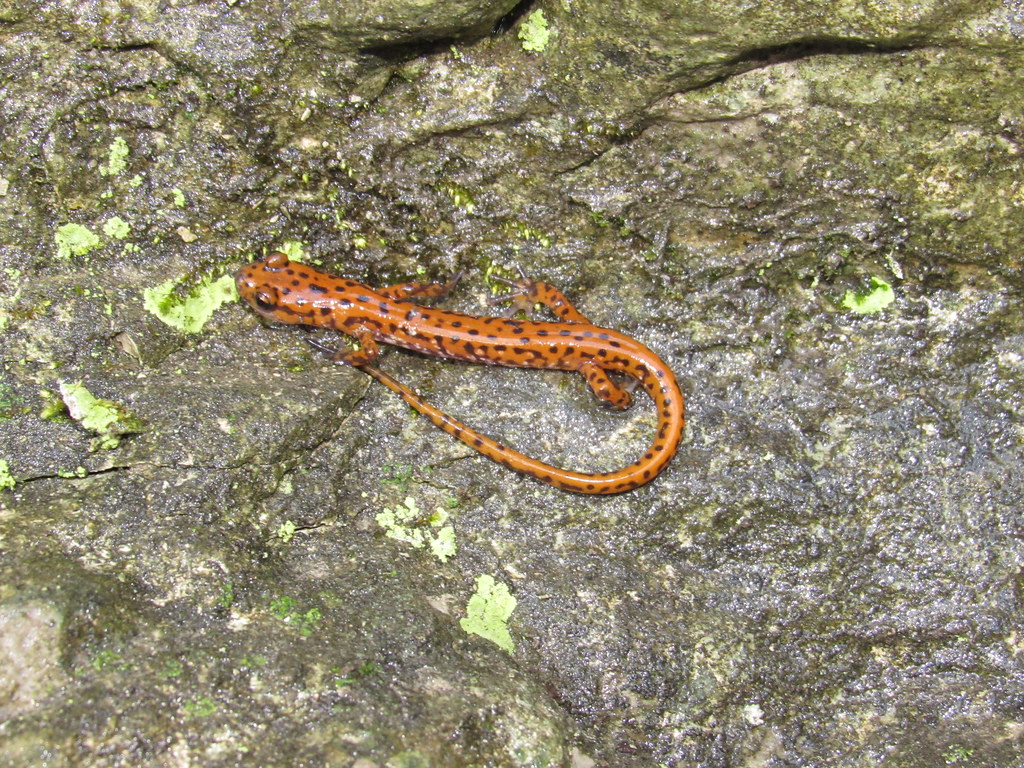 Cave Salamander 2
