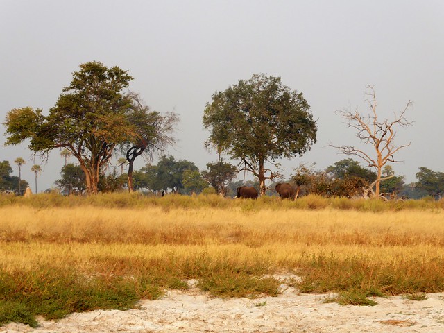 Traslado a Maun. Nos adentramos en el Delta del Okavango - POR ZIMBABWE Y BOTSWANA, DE NOVATOS EN EL AFRICA AUSTRAL (46)