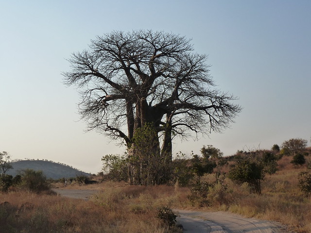 Dejamos Moremi y nos vamos a Savuti, (Parque Nacional de Chobe) - POR ZIMBABWE Y BOTSWANA, DE NOVATOS EN EL AFRICA AUSTRAL (31)