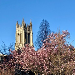 Tower, Church of the Holy City, and pink magnolia, 16th Street NW, Washington, D.C.