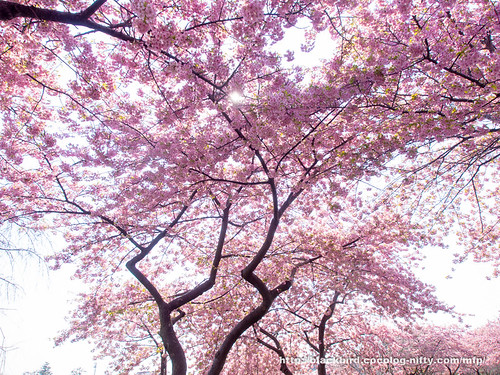 Cherry blossoms 20190315　#03