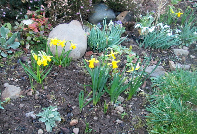 miniature daffodils
