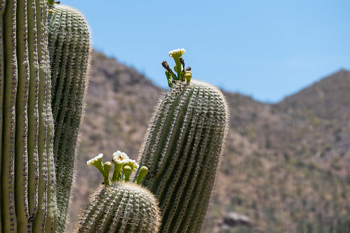arizona saguaro usa unitedstates westtucsonmountaindistrict cactus desert flower nationalpark tucson unitedstatesofamerica
