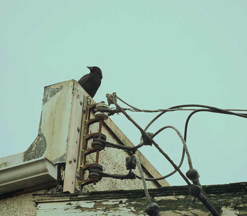 powerlines bird crow corvid hastingssunrise eastvillage vancouver