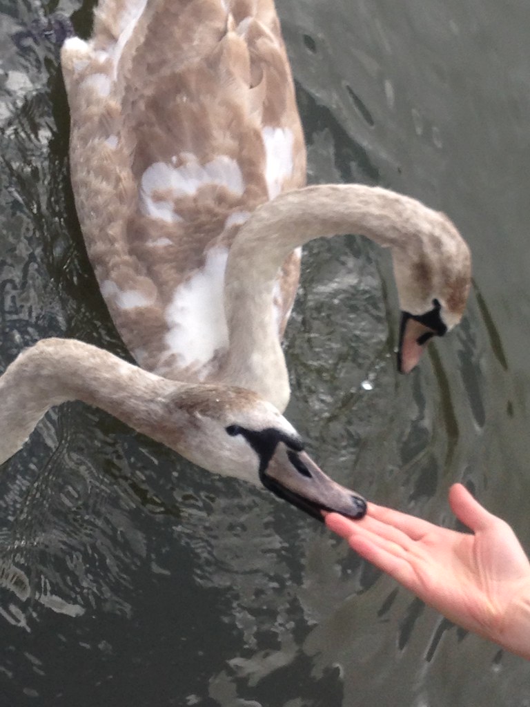 Meepmeepmeyer feeding young swans his fingers
