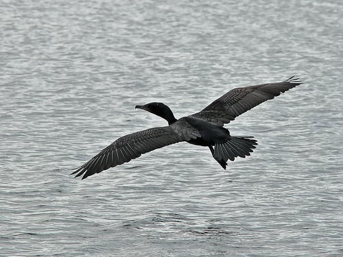 Double-crested Cormorant 01-20190212