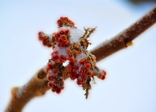gel trois hiver winter fruit jeanpierrebérubé jpdu12 branche blanc rouge nikon d5300