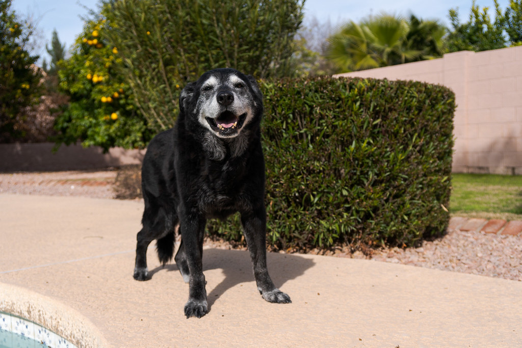 Our dog Ellie smiles while standing beside the pool in the backyard of our rental house in Scottsdale, Arizona