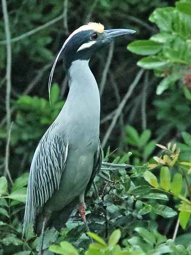 Yellow-crowned Night-Heron courtship 065110 AM 20190225
