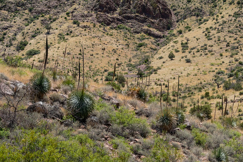 lascruces nm newmexico organmountains usa unitedstates desert vegetation unitedstatesofamerica