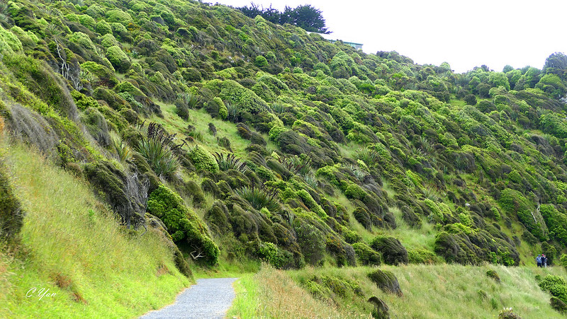New Zealand - Nugget/Moeraki Boulders