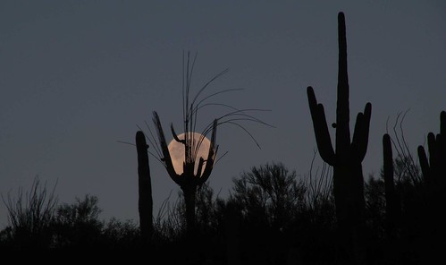 2016 arizona cacti desert flickr gps landscapes moon pinalcounty saguarocactuscarnegieagigantea sanpedrorivervalley usa unitedstatesofamerica