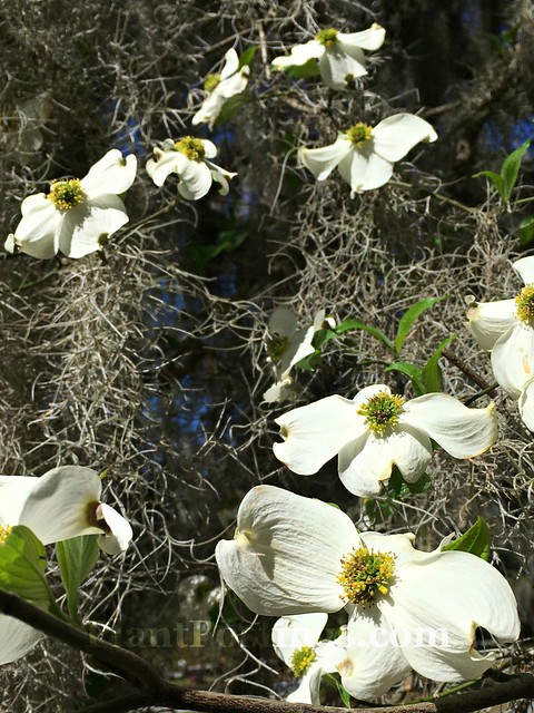 flowering dogwood 2