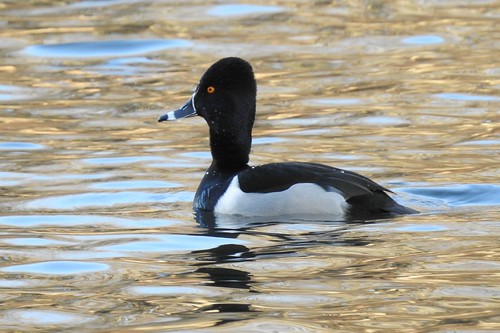 #1 Ring-necked Duck