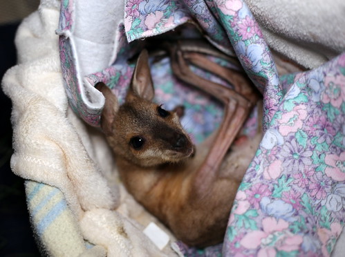 Rehab kangaroo wallaby babies 23112017