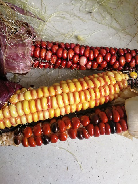 Image of painted mountain corn