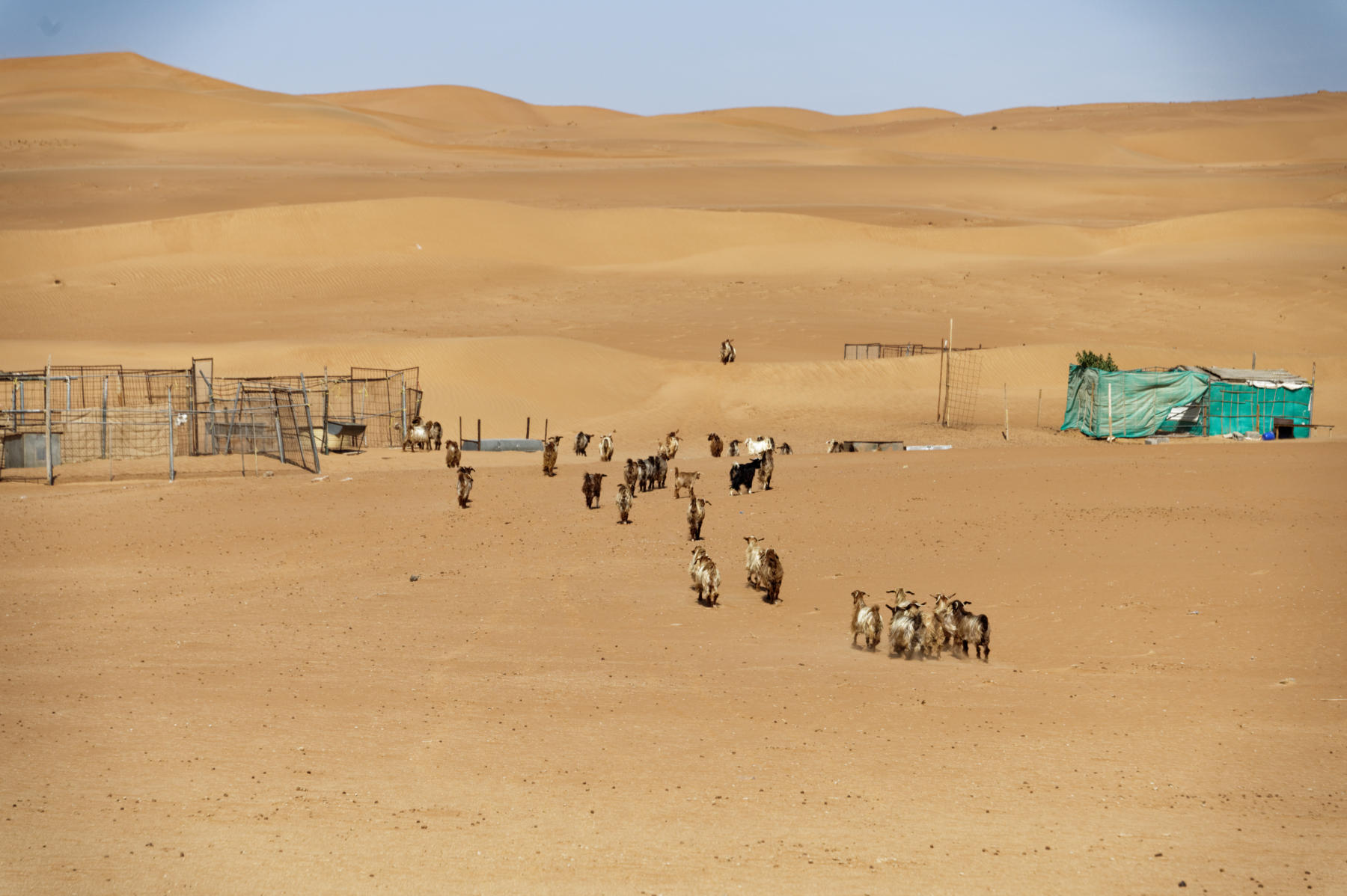 Goats returning to their farm for water, Oman desert