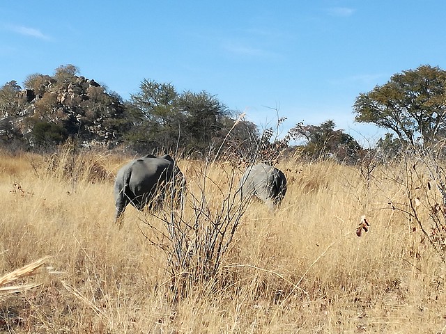 POR ZIMBABWE Y BOTSWANA, DE NOVATOS EN EL AFRICA AUSTRAL - Blogs de Africa Sur - Explorando el Parque Nacional de Matobo (7)