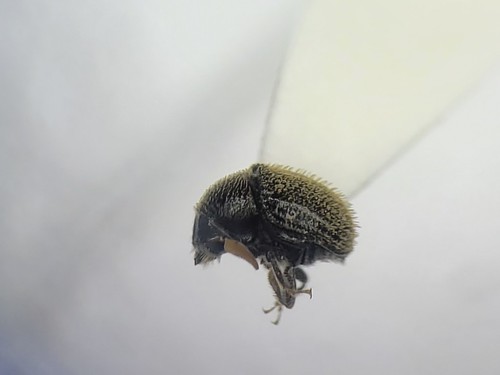 tiny beetle, about 2 mm long, glued to a pointy piece of card stock that is skewered on a pin