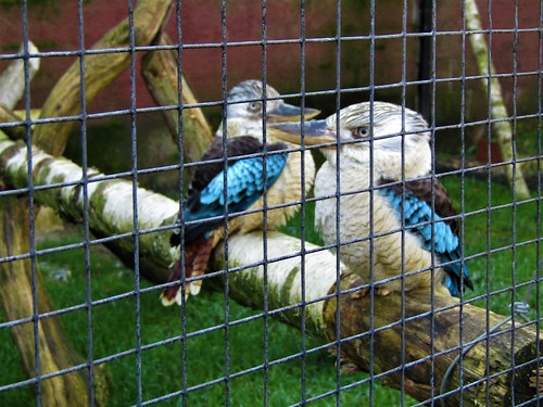 Australian birds at Olmense Zoo