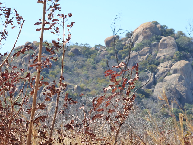 POR ZIMBABWE Y BOTSWANA, DE NOVATOS EN EL AFRICA AUSTRAL - Blogs de Africa Sur - Explorando el Parque Nacional de Matobo (17)
