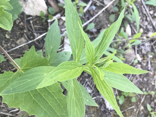f18woo12 pumpkinrun greenecountypennsylvania lithospermumlatifolium americangromwell americanstoneseed plant tracked