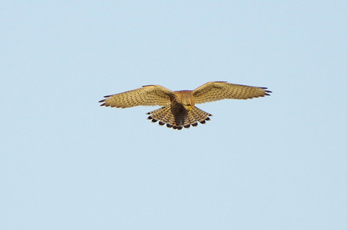 burwellfen kestrel cambridgeshire falcotinnunculus bird wild nature wildlife birdofprey nationaltrust hovering