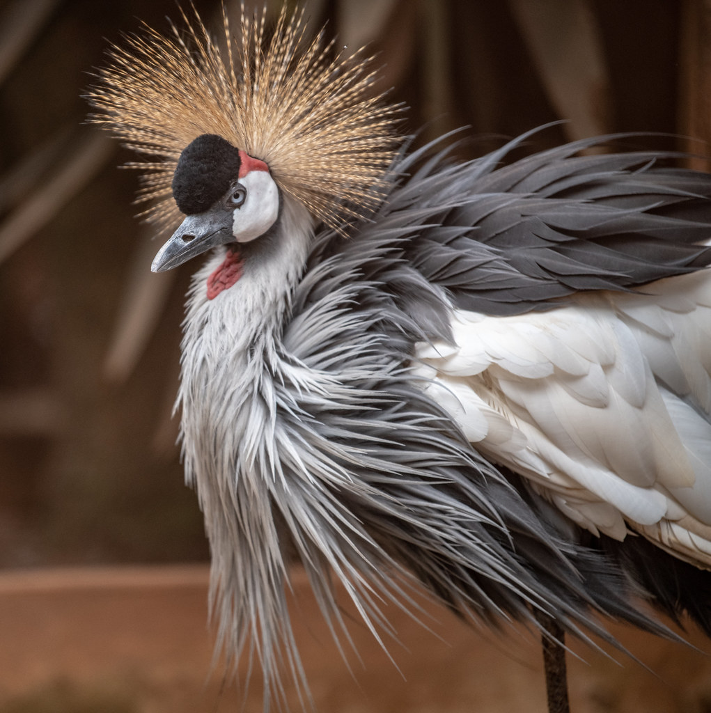African Crowned Crane_1