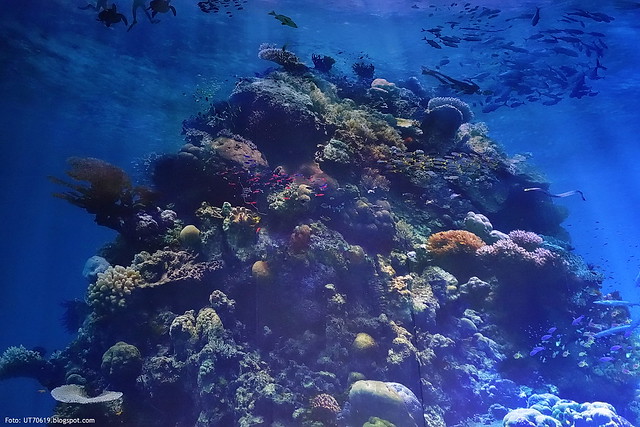 Great Barrier Reef Ausstellung
