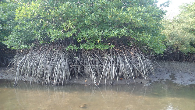 Fishing nets tied to mangrove trees