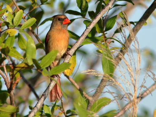 Northern Cardinal female 01-20190326