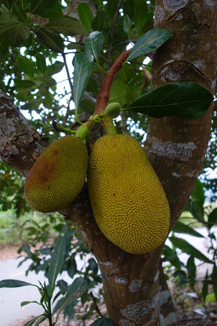 Jack Fruit - We Cycle from Yuli to Ruisui on Route 193