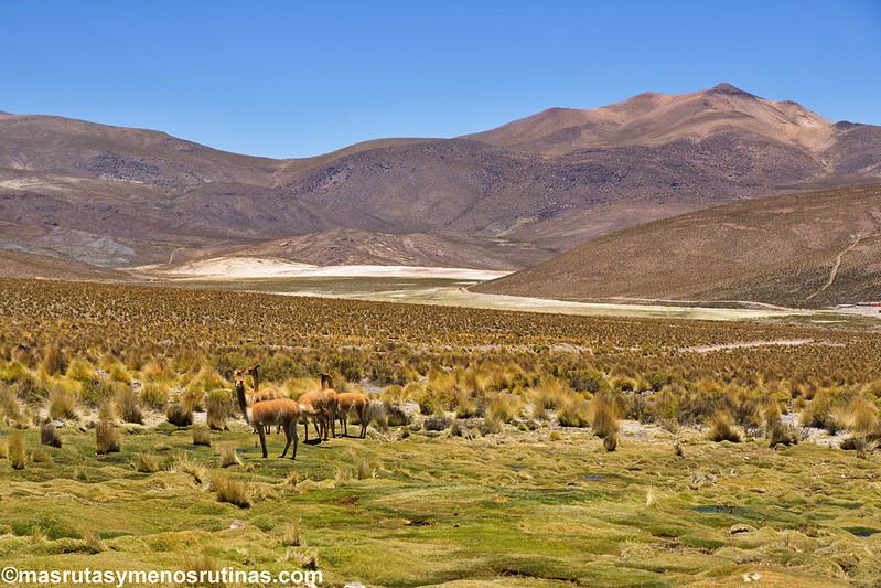 Región de Tarapacá: entre volcanes y desierto - Por el sur del mundo. CHILE (10)