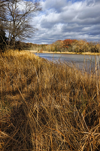 saltwater marsh wetland chesapeake bay water landscape park baltimore county maryland dundee creek cbf